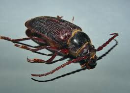 Attēlu rezultāti vaicājumam “Loricera pilicornis”