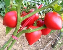 Afbeeldingsresultaat voor bloody butcher tomato