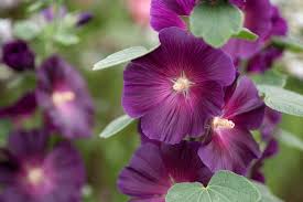 Image result for Alcea rosea