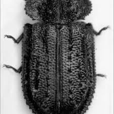 Attēlu rezultāti vaicājumam “Ostoma ferruginea”