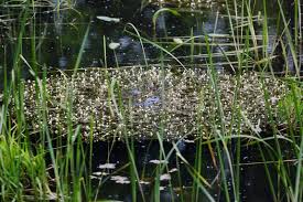 Attēlu rezultāti vaicājumam “Batrachium”