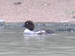 Attēlu rezultāti vaicājumam “Bucephala clangula juvenile”