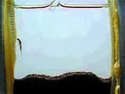 Attēlu rezultāti vaicājumam “Leptophlebia nebulosa”