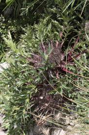 Attēlu rezultāti vaicājumam “Carlina biebersteinii leaf”