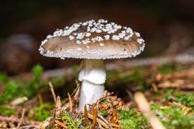 Attēlu rezultāti vaicājumam “Amanita excelsa”
