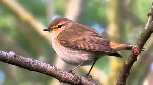 Image result for Phylloscopus ibericus