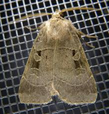 Attēlu rezultāti vaicājumam “Badhamiopsis praetermissa”