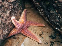 Image result for Asterias rubens