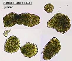 Attēlu rezultāti vaicājumam “Lophozia capitata”
