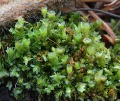 Attēlu rezultāti vaicājumam “Tetraphis pellucida”