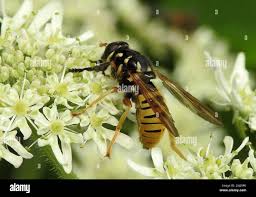 Attēlu rezultāti vaicājumam “Temnostoma vespiforme”