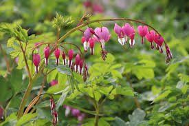 Image result for tränendes Herz