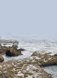 Image result for Swanage & District Angling Club