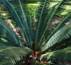 Attēlu rezultāti vaicājumam “Diderma cingulatum sessile”