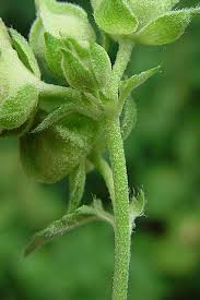 Image result for Malva alcea