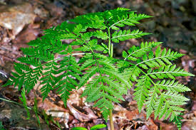 Attēlu rezultāti vaicājumam “Botrychium virginianum”