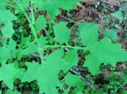 Attēlu rezultāti vaicājumam “Mycelis muralis leaf”