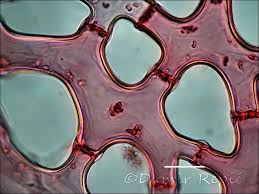 Attēlu rezultāti vaicājumam “Sparganium neglectum”