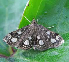 Attēlu rezultāti vaicājumam “Anania stachydalis”