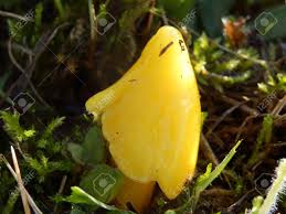 Attēlu rezultāti vaicājumam “Hygrocybe acutoconica”