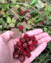 Attēlu rezultāti vaicājumam “Rubus arcticus”