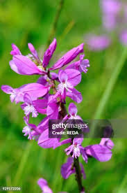 Attēlu rezultāti vaicājumam “Polygala vulgaris flower”