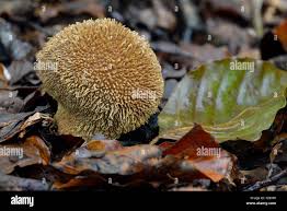 Attēlu rezultāti vaicājumam “Lycoperdon echinatum”