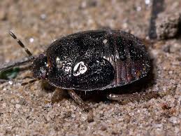 Attēlu rezultāti vaicājumam “Cydnidae”