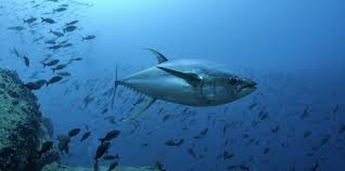 Image result for Thunnus albacares