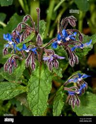 Attēlu rezultāti vaicājumam “Boraginaceae”