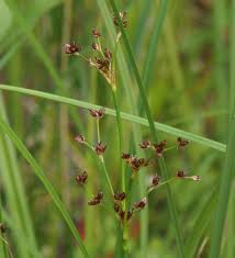 Attēlu rezultāti vaicājumam “Juncus articulatus”