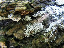 Attēlu rezultāti vaicājumam “Physarum diderma sessile”