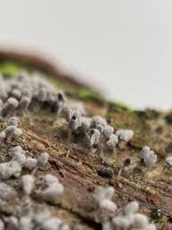 Attēlu rezultāti vaicājumam “Craterium minutum macro”