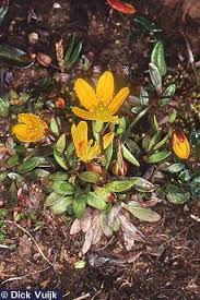 Attēlu rezultāti vaicājumam “Saxifraga hirculus”