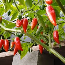 Afbeeldingsresultaat voor paper lantern hot pepper