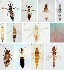 Attēlu rezultāti vaicājumam “Thysanoptera”