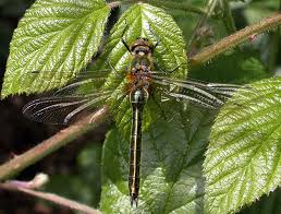 Attēlu rezultāti vaicājumam “Cordulia aenea”