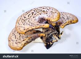 Attēlu rezultāti vaicājumam “Polyporus squamosus”