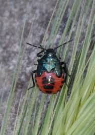 Attēlu rezultāti vaicājumam “Zicrona caerulea”