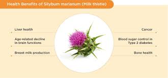 Image result for Silybum marianum