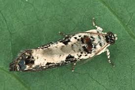 Attēlu rezultāti vaicājumam “Hedya salicella”