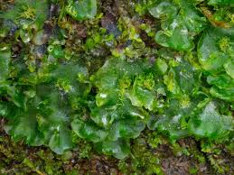 Attēlu rezultāti vaicājumam “Moerckia hibernica”