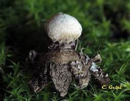 Attēlu rezultāti vaicājumam “Geastrum minimum”