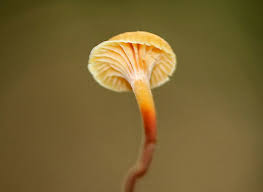 Attēlu rezultāti vaicājumam “Xeromphalina campanella”