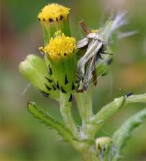 Attēlu rezultāti vaicājumam “Senecio vulgaris flower”