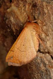 Attēlu rezultāti vaicājumam “Colotois pennaria”