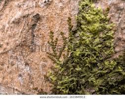 Attēlu rezultāti vaicājumam “Radula complanata sporophyte”