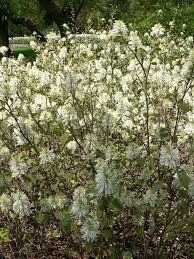 Attēlu rezultāti vaicājumam “Fothergilla major”