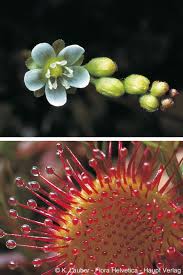 Attēlu rezultāti vaicājumam “Drosera rotundifolia flower”