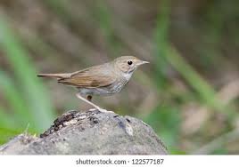 Image result for Luscinia sibilans